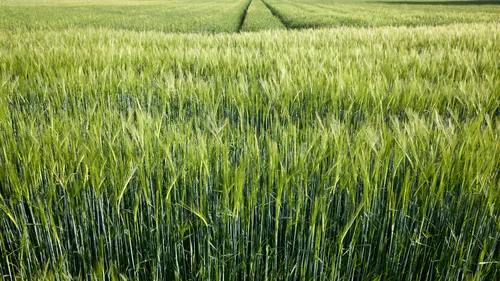Green wheat fields tramlines This landscape photograph captures expansive green wheat fields in a rural agricultural setting during a late spring afternoon. The main subject of the image is the dense wheat crop, which is highlighted by the distinct tramlines running through the fields, a common feature in modern agricultural management. The vibrant green color of the wheat and the clear field patterns illustrate the productive nature of rural agriculture at this time of year. The image is focused on the agricultural fields and tramlines, with no other landmarks in view. The lighting and growth stage of the wheat indicate that the photograph was taken in spring, a season of rapid crop development.